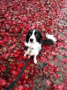 Lexi the Border Collie